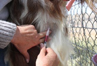 Goat Blood Testing – A Smart Move!